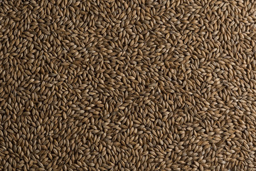 Background from whole grains wheat. Groats texture. Сereals for the production of alcoholic beverages and animal feed. Flat lay