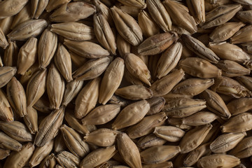 Background from whole grains wheat. Groats texture. Сereals for the production of alcoholic beverages and animal feed. Flat lay