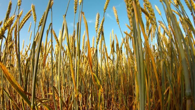 yellow ears of wheat girl in short dress approaches to camera blue sky