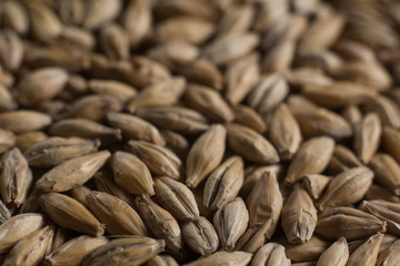 Background from whole grains wheat. Close-up groats, texture. Сereals for the production of alcoholic beverages and animal feed. Depth of field