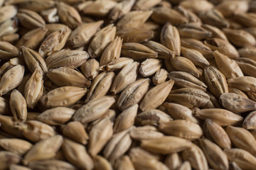 Background from whole grains wheat. Groats texture. Сereals for the production of alcoholic beverages and animal feed. Flat lay
