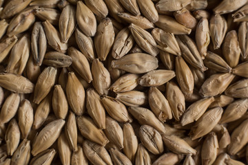 Background from whole grains wheat. Groats texture. Сereals for the production of alcoholic beverages and animal feed. Flat lay