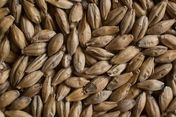 Background from whole grains wheat. Groats texture. Сereals for the production of alcoholic beverages and animal feed. Flat lay
