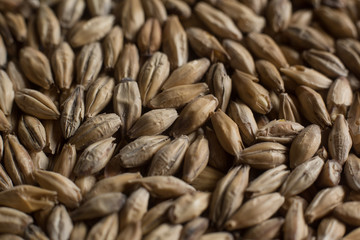 Background from whole grains wheat. Close-up groats, texture. Сereals for the production of alcoholic beverages and animal feed. Depth of field