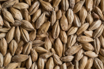 Background from whole grains wheat. Сereals for the production of alcoholic beverages and animal feed. Close-up groats. Macro texture of wheat