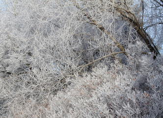 frost on the trees