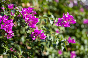 Obraz premium beautiful flowers blooming in spring