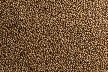 Background from whole grains wheat. Groats texture. Сereals for the production of alcoholic beverages and animal feed. Flat lay