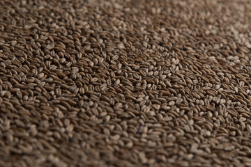 Background from whole grains wheat. Close-up groats, texture. Сereals for the production of alcoholic beverages and animal feed. Depth of field