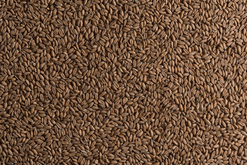 Background from whole grains wheat. Groats texture. Сereals for the production of alcoholic beverages and animal feed. Flat lay