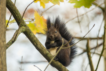 European brown squirrel in summer coat on a branch in the forest