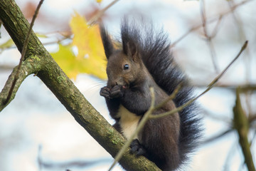 European brown squirrel in summer coat on a branch in the forest