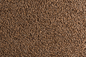Background from whole grains wheat. Groats texture. Сereals for the production of alcoholic beverages and animal feed. Flat lay