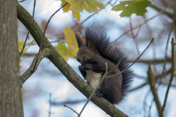 European brown squirrel in summer coat on a branch in the forest