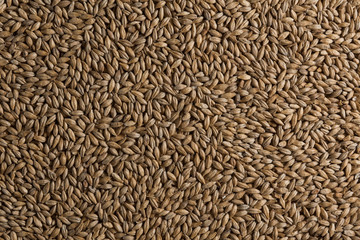 Background from whole grains wheat. Groats texture. Сereals for the production of alcoholic beverages and animal feed. Flat lay