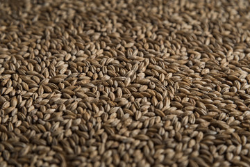 Background from whole grains wheat. Close-up groats, texture. Сereals for the production of alcoholic beverages and animal feed. Depth of field