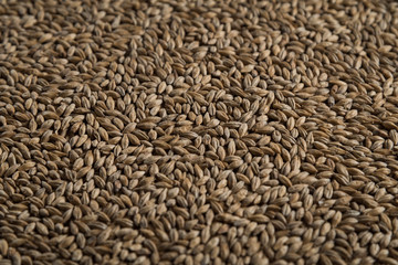 Background from whole grains wheat. Groats texture. Сereals for the production of alcoholic beverages and animal feed. Flat lay