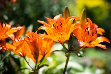 flowers in the garden