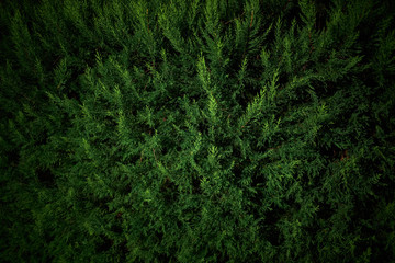 Branches of evergreen tree thuja at night in the light of lanterns.