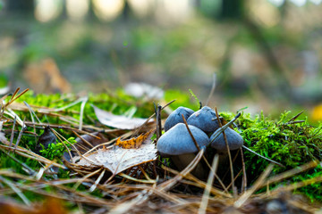 beautiful mushrooms close-up in the autumn forest