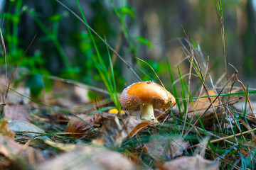 beautiful mushrooms close-up in the autumn forest