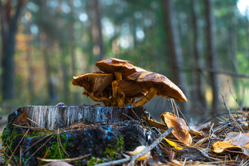 beautiful mushrooms close-up in the autumn forest