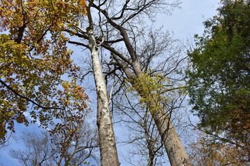 Free Trees