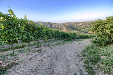 Fototapeta na wymiar Vineyard in the Apennines - Tuscany - Italy
