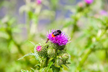 Distel - Natur, Pflanze