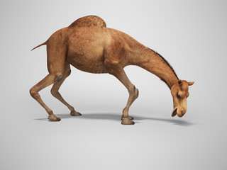 Camel wants to eat 3d rendering on gray background with shadow