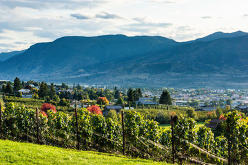 Naklejka na ściany i meble landscape view of a vineyard on the Naramata Bench in Okanagan Valley wine country