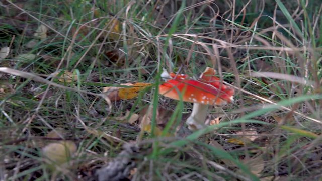 toadstools in forest under tree in grass
