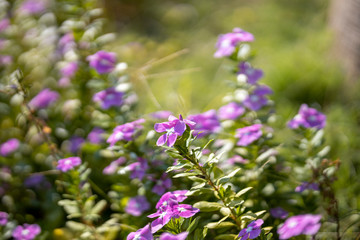 Fototapeta premium beautiful flowers blooming in spring
