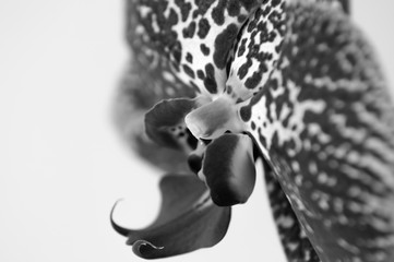 orchid