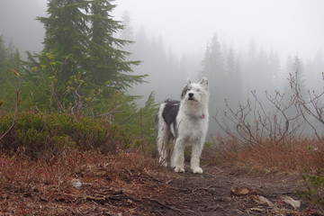 Obraz premium Landscapes of Washington State