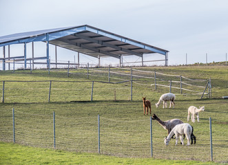 Alpakas grasen auf der Weide