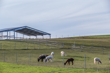 Obraz premium Alpakas grasen auf der Weide