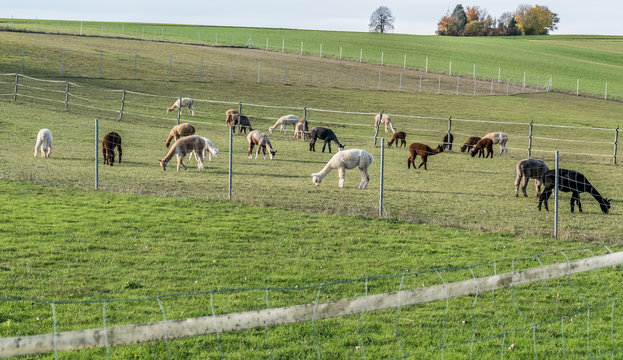 Alpakas grasen auf der Weide