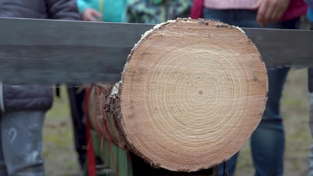 Two-handed Saw While Cutting A Tree Trunk In The Forest