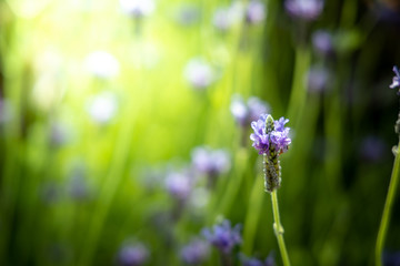 The background image of the colorful flowers