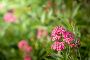 Fototapeta premium The background image of the colorful flowers