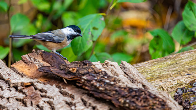 Side View of a Black-Capped Chickadee in a Forest