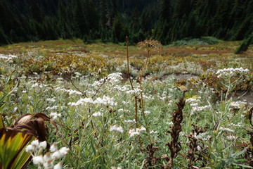Landscapes of the Pacific Northwest