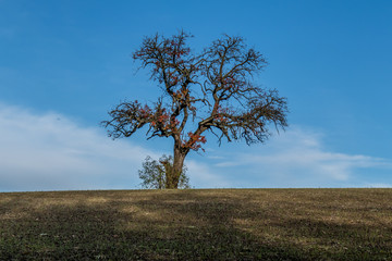 Einzeln stehender Baum im Herbst