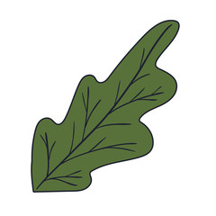 Isolated autumn leaf vector design