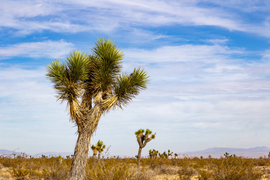 Joshua Trees in Mojave Desert on Summer Day
