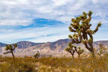 Joshua Trees in Mojave Desert on Summer Day