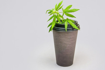 Cannabis CBD infused Coffee in disposable cups with hemp leaves against light gray background