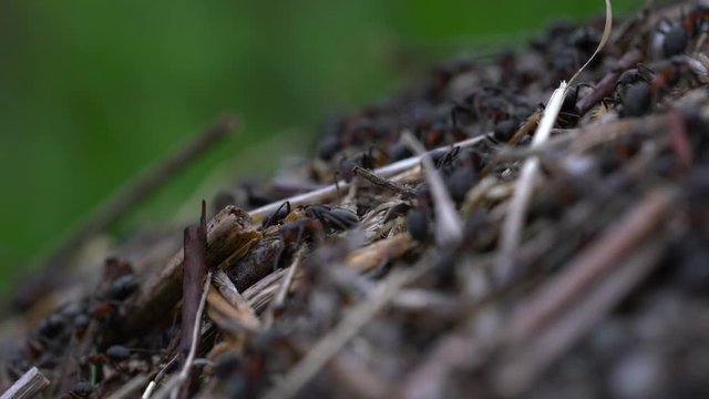 Ants collective build anthill- (4K)