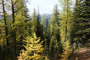 landscapes of the pacific northwest